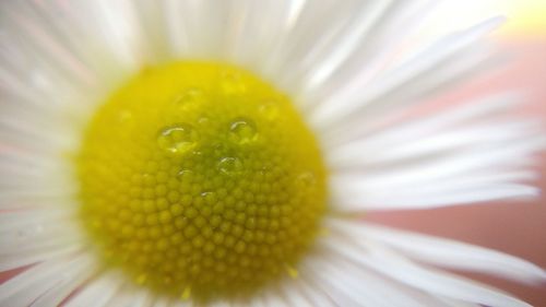 Close-up of yellow flower