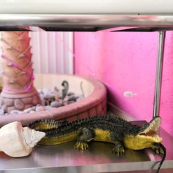 Close-up of stuffed toy