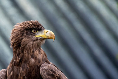 Close-up of eagle against blurred background