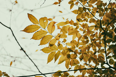 Low angle view of maple leaves on tree