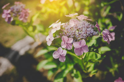 Close-up of pink flowering plant