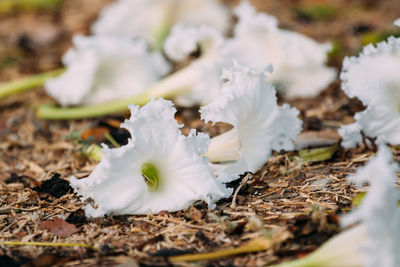 Close-up of white flowering plant on land