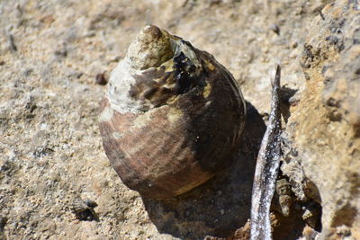 Close-up of lizard on rock