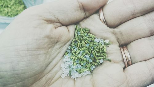 Close-up of man holding fennel