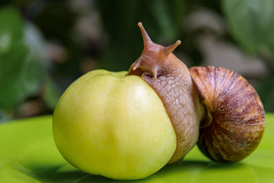 A large white snail sits on a green apple. close-up.