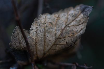 Close-up of dried plant on land