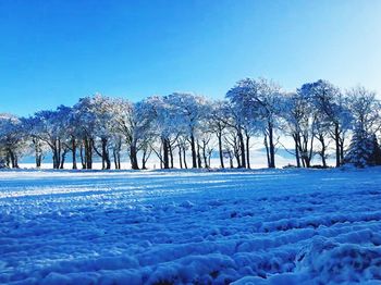 Trees on snow covered landscape against blue sky