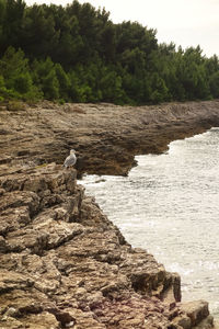 View of bird perching on rock