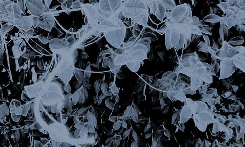 Full frame shot of leaves