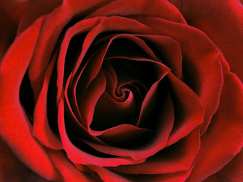 Close-up of red rose