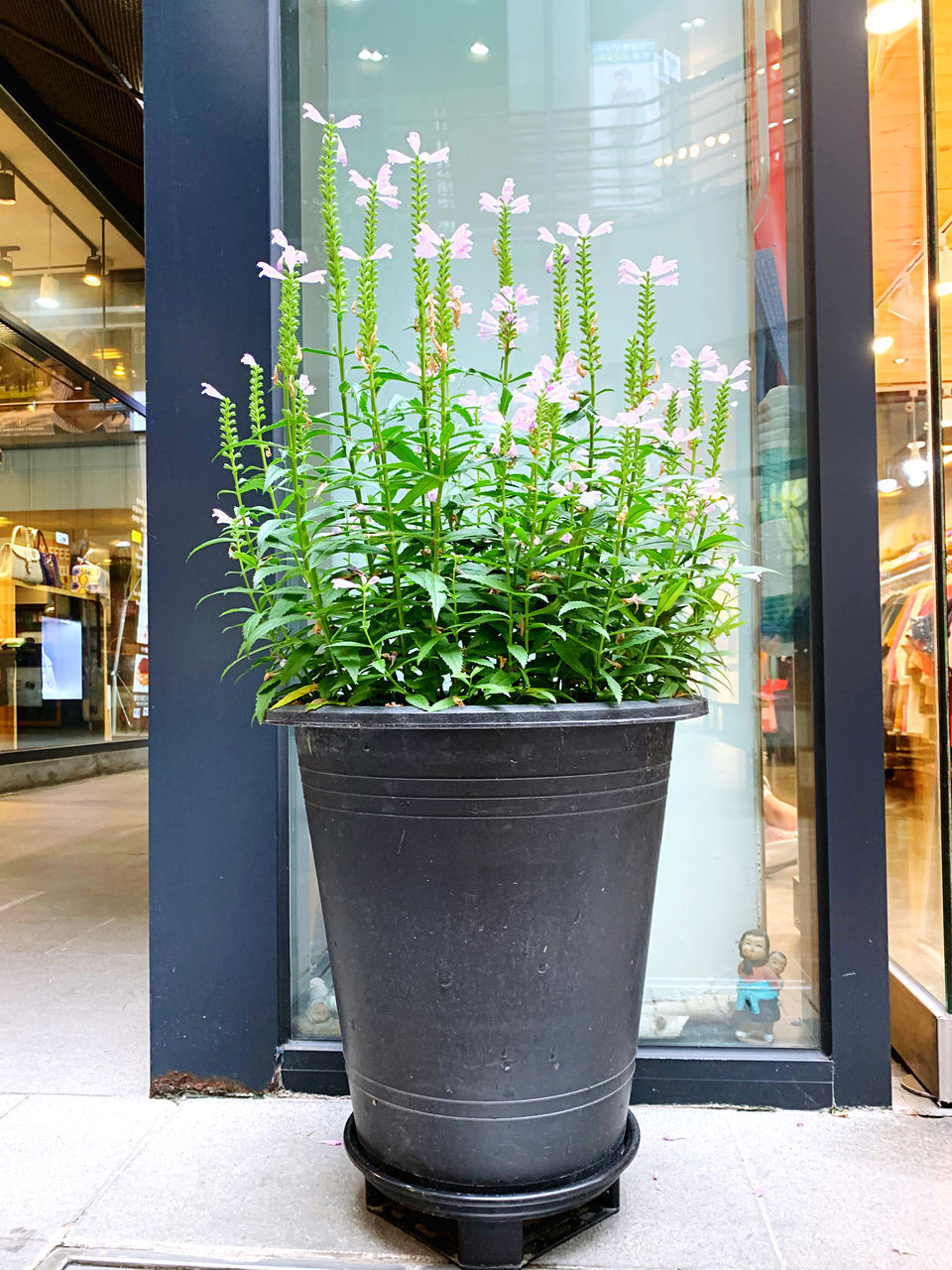 POTTED PLANT ON GLASS WINDOW