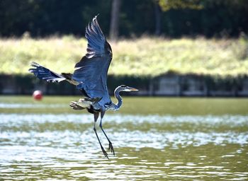 Bird flying over lake