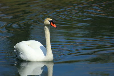 Swan floating on lake