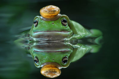 Close-up of frog swimming in lake