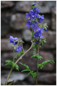 Close-up of purple flowers