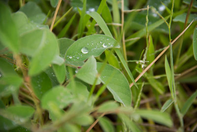 Close-up of wet plant leaves during rainy season