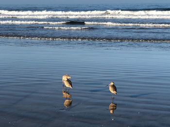 View of seagulls on beach