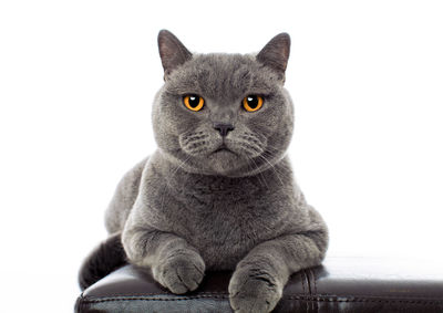 Close-up portrait of a cat against white background