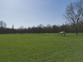 Horses grazing in field