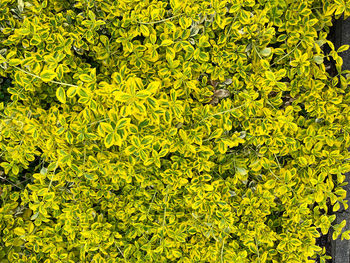 Full frame shot of yellow leaves