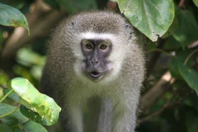 Close-up of monkey on tree