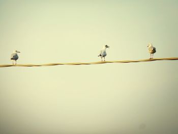 Low angle view of bird perching on cable