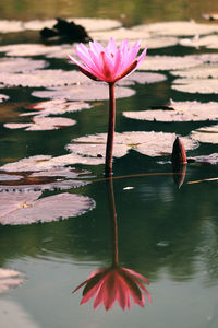 Lotus water lily flowers blooming on the pond water