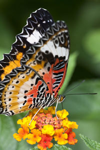 Close-up of butterfly pollinating on flower