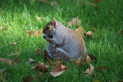 Squirrel sitting on field