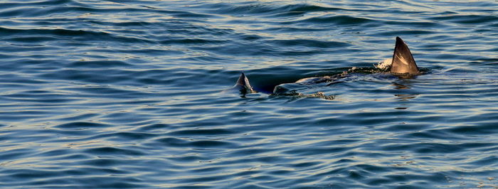 View of fish swimming in sea