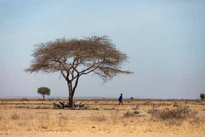 Trees on field against clear sky