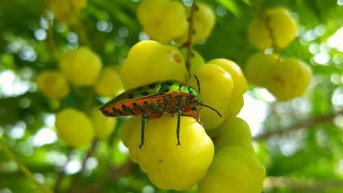 Close-up of butterfly on leaf