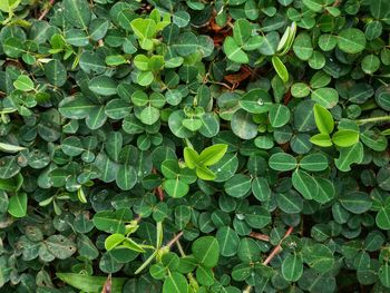 Full frame shot of ivy growing on field