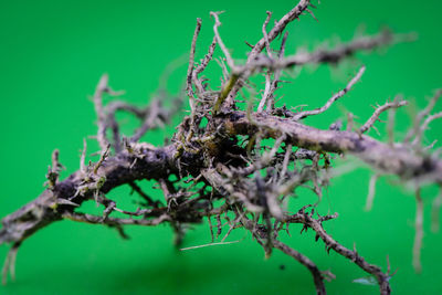 Close-up of lizard on branch