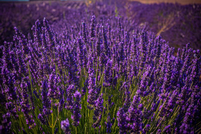 Close-up of purple flowering plants on field