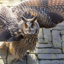 Close-up portrait of owl