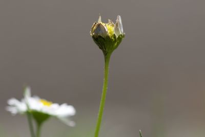 Close-up of fresh white flower with buds