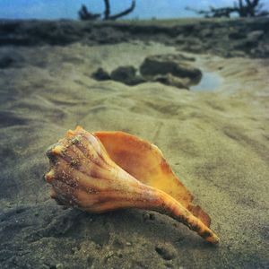 Close-up of leaf on sand at beach