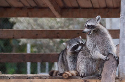Playing raccoon praccoonpair on a porch in southern florida