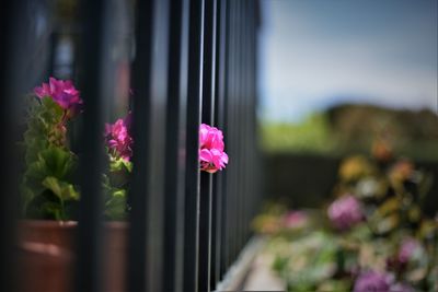 Close-up of pink flowering plant