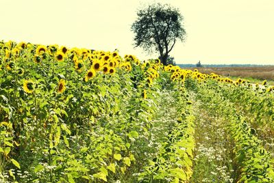 Scenic view of sunflower field against clear sky