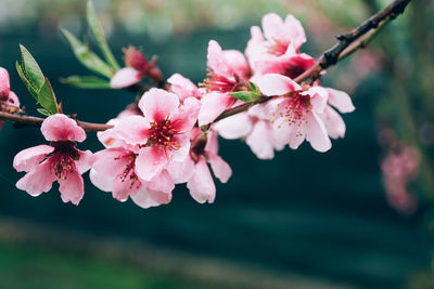 Close-up of pink cherry blossom