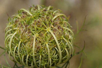 Close-up of plant