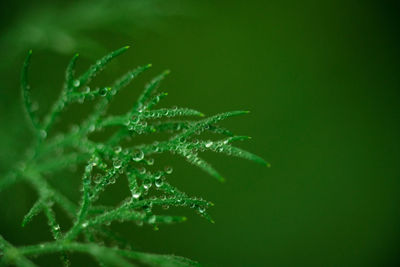 Close-up of plant