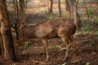 Deer in a field