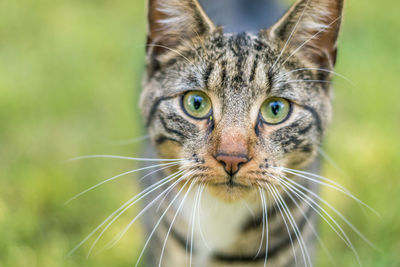 Close-up portrait of a cat