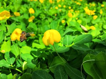 Close-up of honey bee on yellow flower