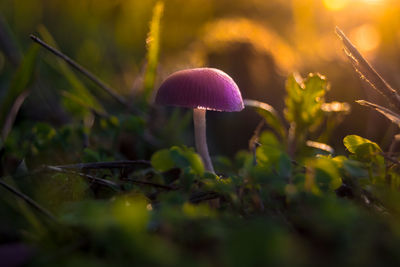 Close-up of mushroom growing outdoors