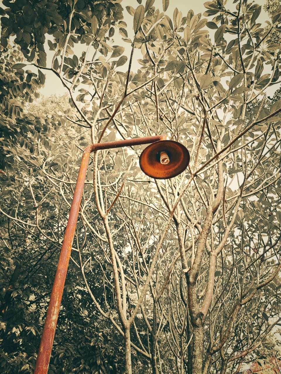 branch, tree, plant, no people, nature, leaf, day, low angle view, outdoors, autumn, sky, flower, bare tree, twig, winter, sunlight