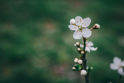 Close-up of white cherry blossom plant